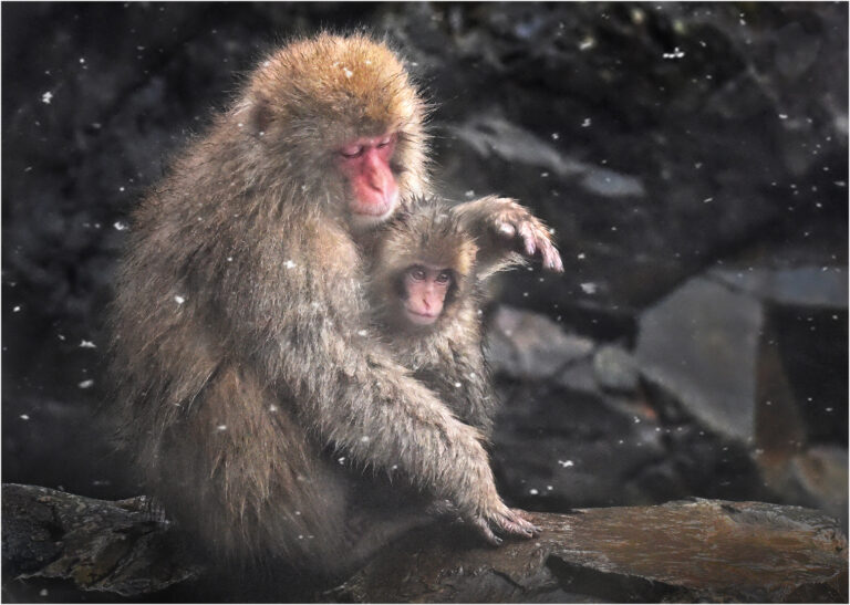Lyndall Lazar - 02_Lyndall-Lazar_Protecting-Baby-from-the-Cold